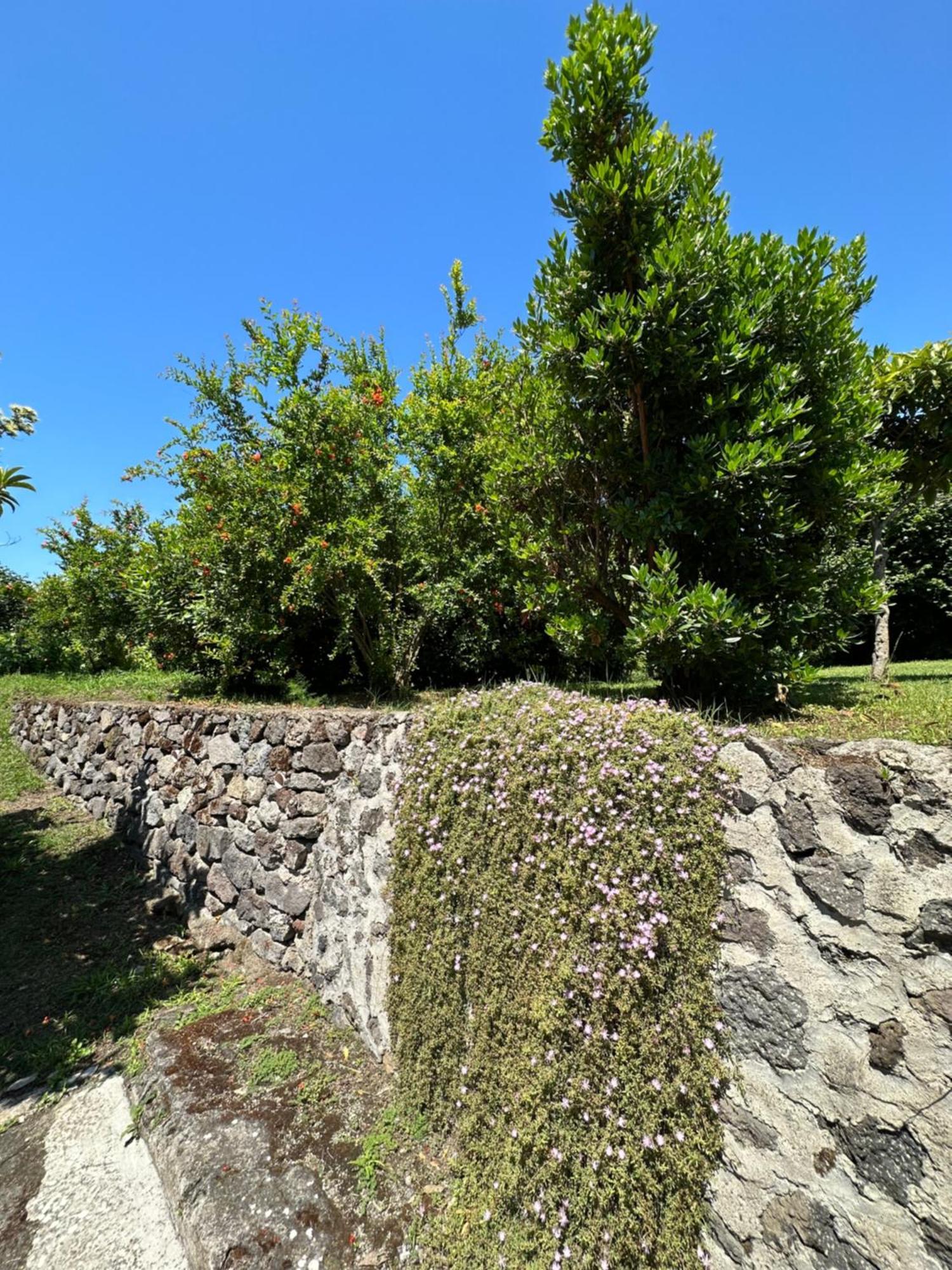 Villa Vincenzo Di Meglio Barano dʼIschia Eksteriør bilde