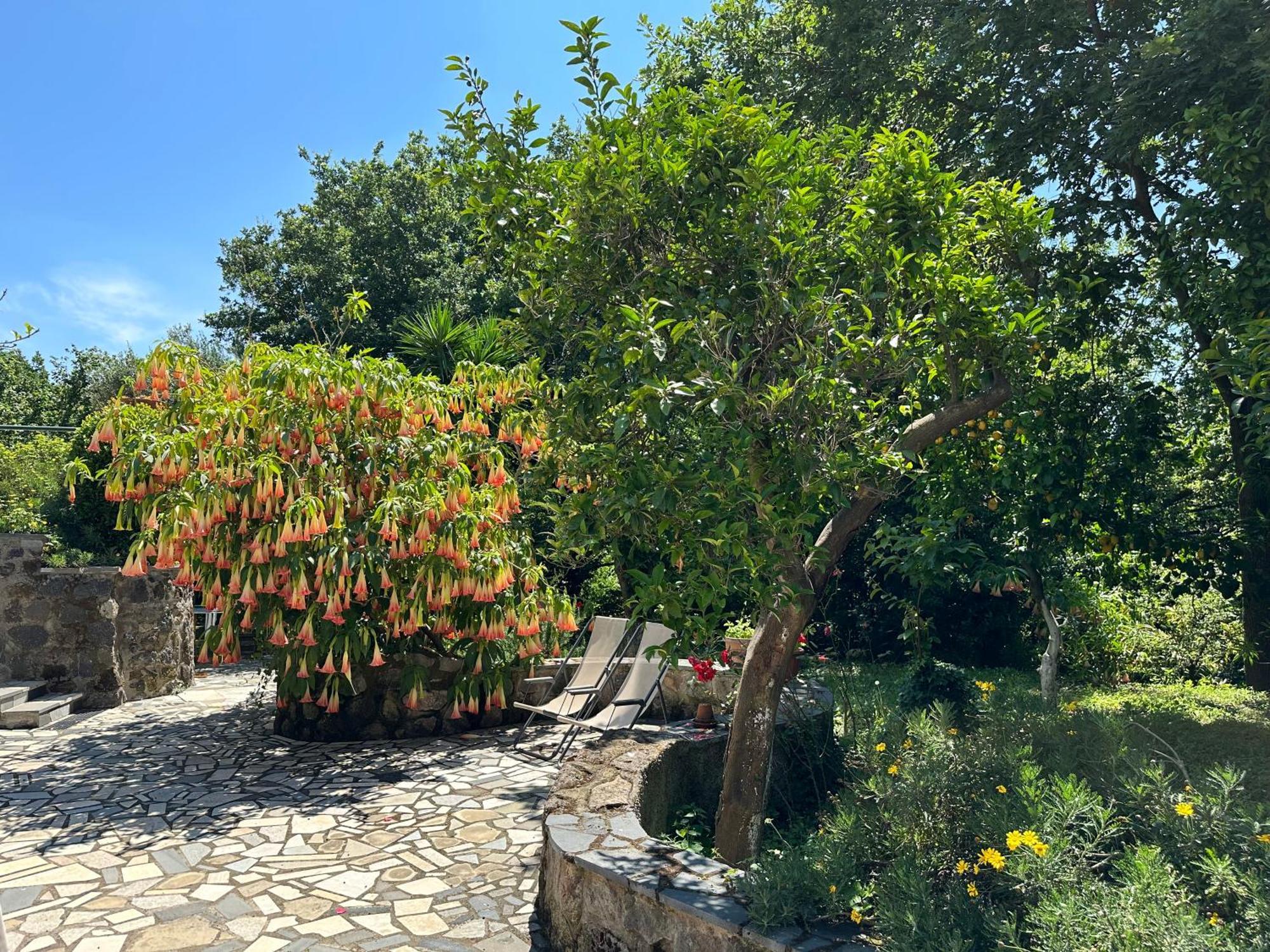 Villa Vincenzo Di Meglio Barano dʼIschia Eksteriør bilde