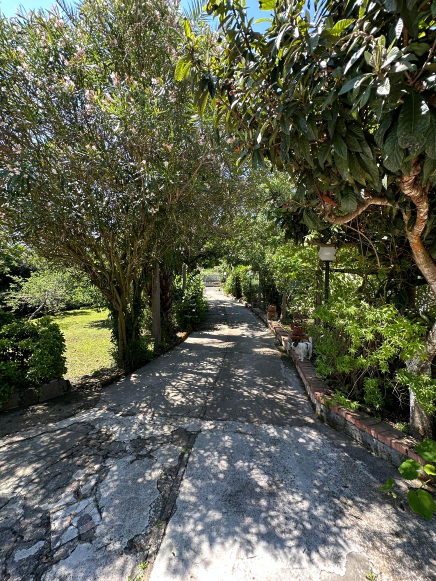 Villa Vincenzo Di Meglio Barano dʼIschia Eksteriør bilde