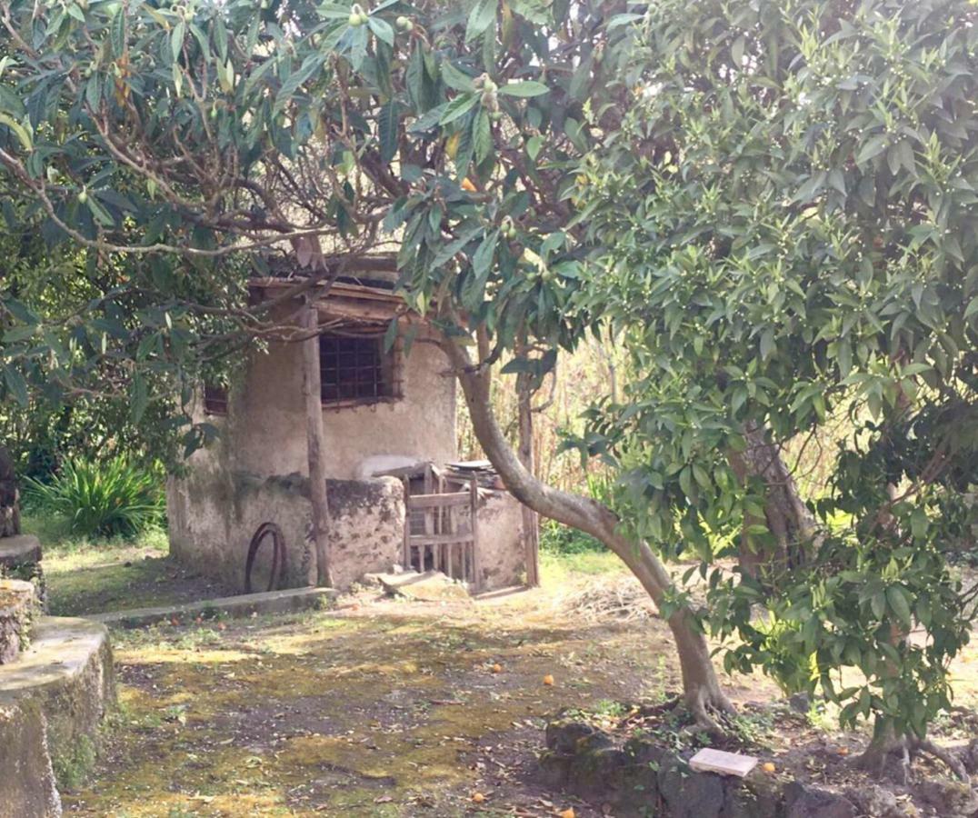 Villa Vincenzo Di Meglio Barano dʼIschia Eksteriør bilde